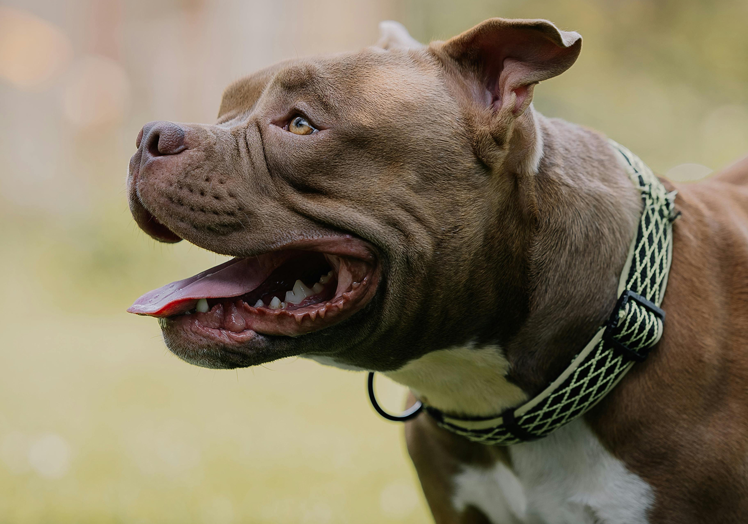 Brockton Dog Bite Injury Attorneys